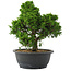 Juniperus chinensis, 29,5 cm, ± 20 jaar oud