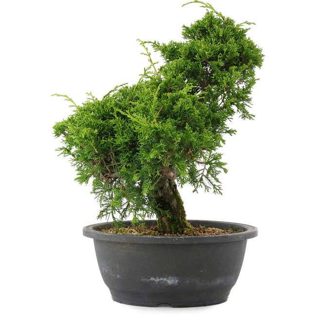 Juniperus chinensis, 29 cm, ± 20 años
