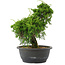 Juniperus chinensis, 29 cm, ± 20 jaar oud