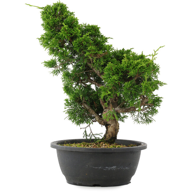 Juniperus chinensis, 34 cm, ± 20 anni
