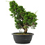 Juniperus chinensis, 34 cm, ± 20 jaar oud