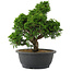 Juniperus chinensis, 29,5 cm, ± 20 anni