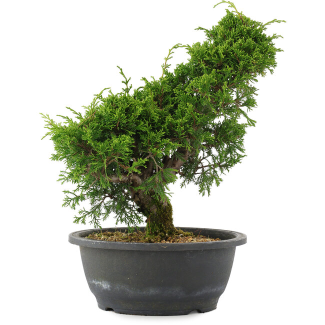 Juniperus chinensis, 29 cm, ± 20 jaar oud