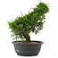 Juniperus chinensis, 29 cm, ± 20 jaar oud