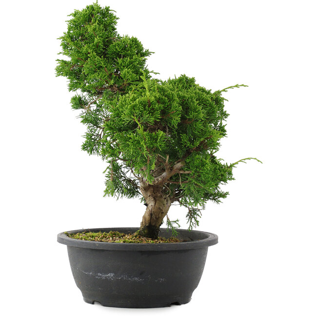 Juniperus chinensis, 34 cm, ± 20 anni