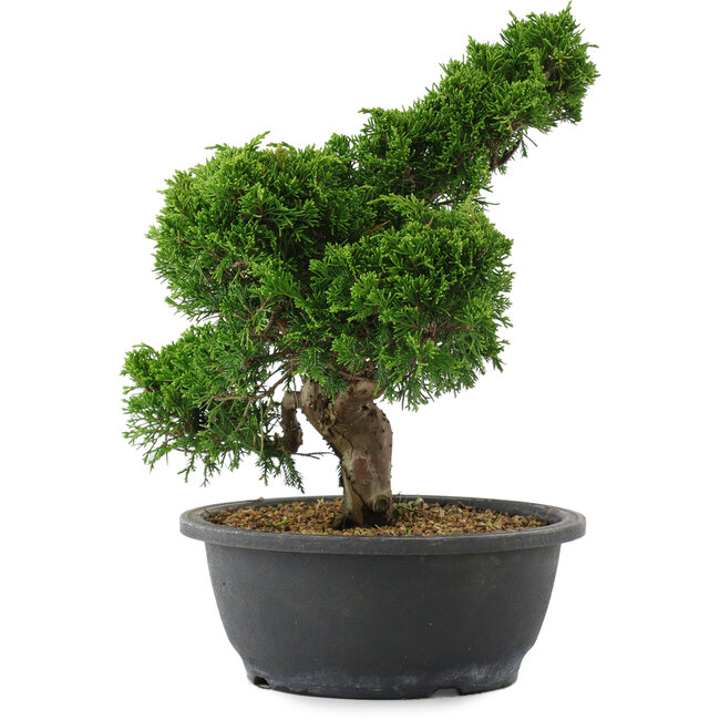 Juniperus chinensis, 29,5 cm, ± 20 años