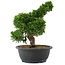 Juniperus chinensis, 29,5 cm, ± 20 jaar oud
