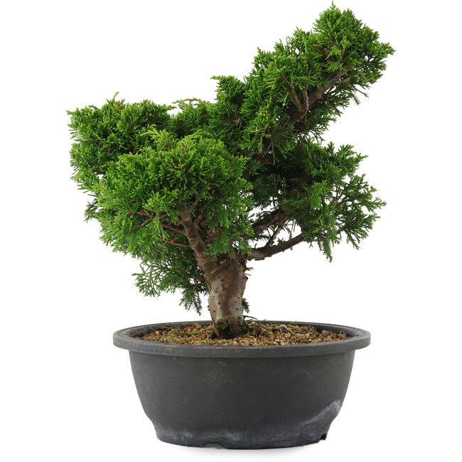 Juniperus chinensis, 29,5 cm, ± 20 anni