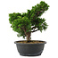 Juniperus chinensis, 29,5 cm, ± 20 jaar oud