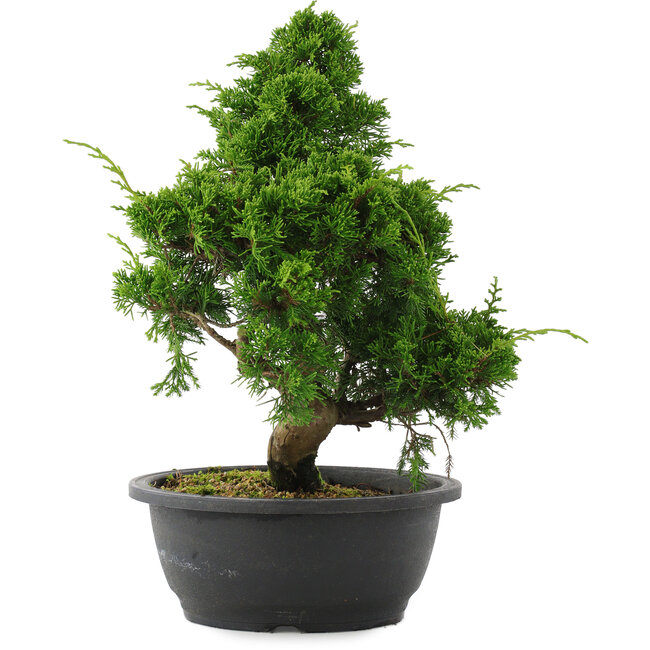 Juniperus chinensis, 34 cm, ± 20 anni