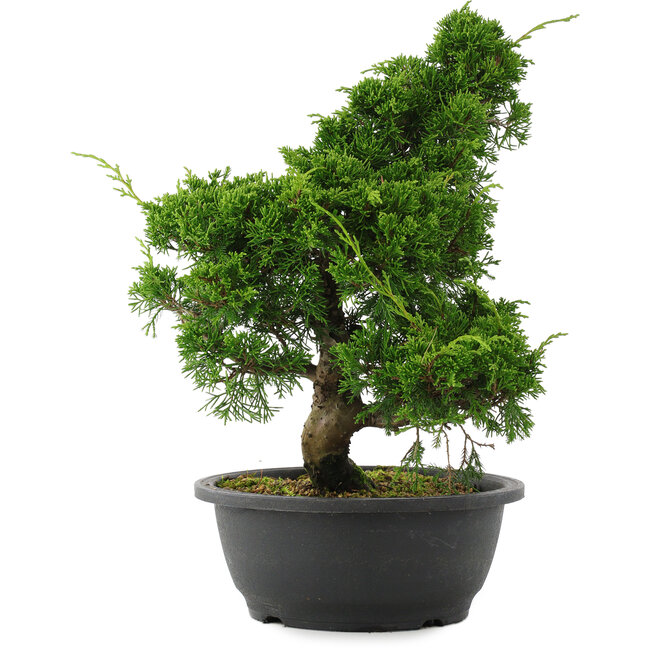 Juniperus chinensis, 34 cm, ± 20 anni