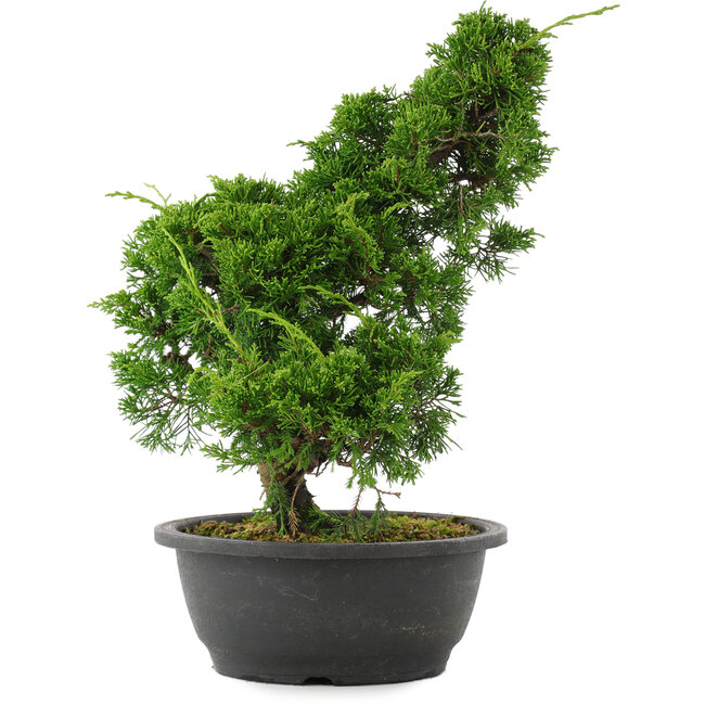 Juniperus chinensis, 34 cm, ± 20 años
