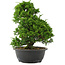 Juniperus chinensis, 32 cm, ± 20 Jahre alt