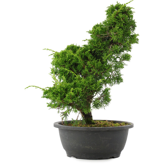 Juniperus chinensis, 34 cm, ± 20 anni
