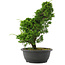Juniperus chinensis, 34 cm, ± 20 jaar oud