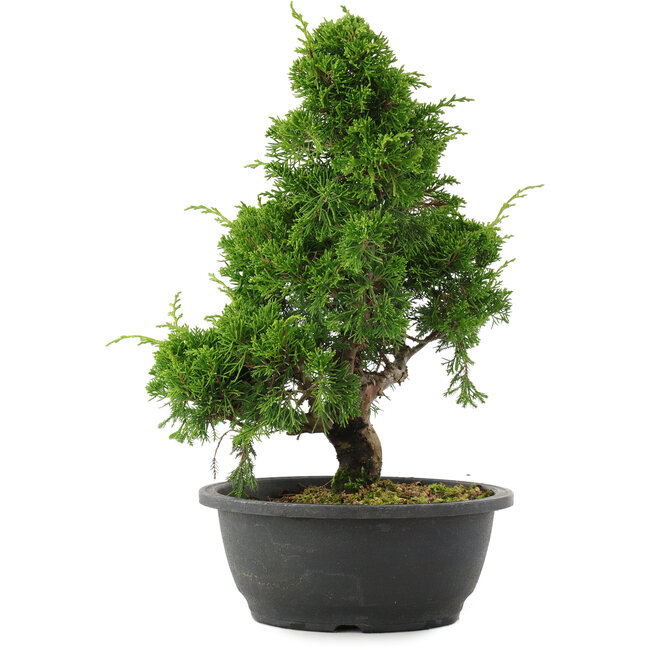 Juniperus chinensis, 34 cm, ± 20 Jahre alt