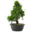Juniperus chinensis, 34 cm, ± 20 jaar oud