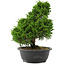 Juniperus chinensis, 32 cm, ± 20 Jahre alt