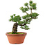 Pinus parviflora, 44 cm, ± 20 jaar oud
