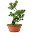 Pinus parviflora, 44 cm, ± 20 jaar oud