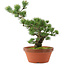 Pinus parviflora, 44 cm, ± 20 jaar oud