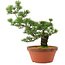 Pinus parviflora, 44 cm, ± 20 jaar oud
