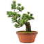 Pinus parviflora, 44 cm, ± 20 jaar oud