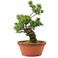 Pinus parviflora, 44 cm, ± 20 jaar oud