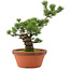 Pinus parviflora, 44 cm, ± 20 jaar oud