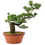 Pinus parviflora, 44 cm, ± 20 jaar oud