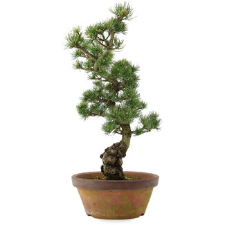 Pinus parviflora, 54 cm, ± 20 jaar oud