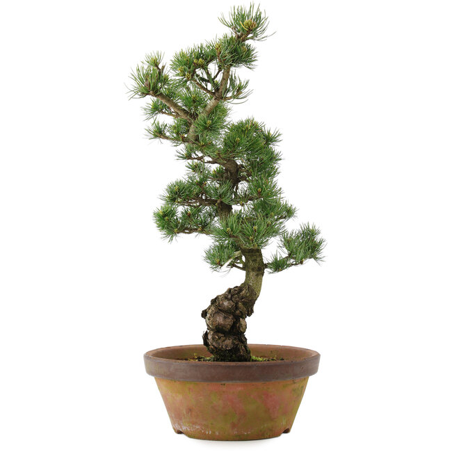 Pinus parviflora, 54 cm, ± 20 jaar oud