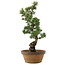 Pinus parviflora, 54 cm, ± 20 jaar oud
