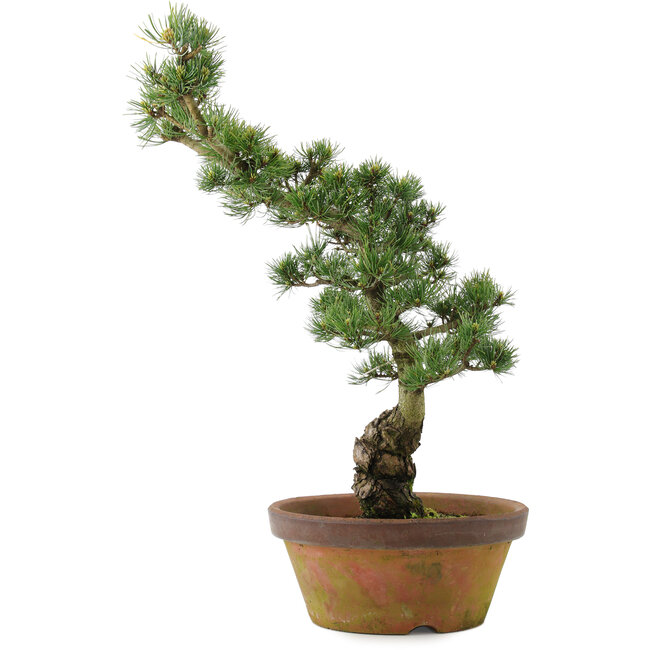 Pinus parviflora, 54 cm, ± 20 Jahre alt