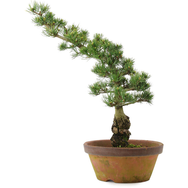 Pinus parviflora, 54 cm, ± 20 ans