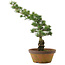 Pinus parviflora, 54 cm, ± 20 jaar oud