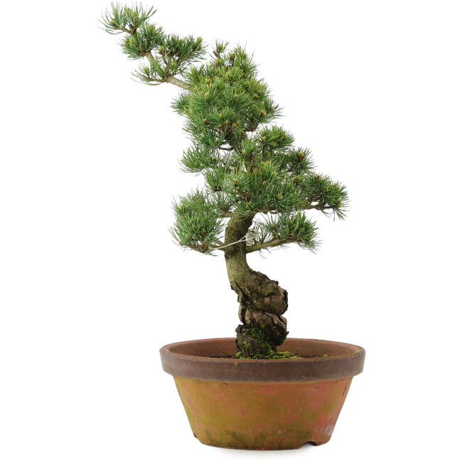 Pinus parviflora, 54 cm, ± 20 Jahre alt