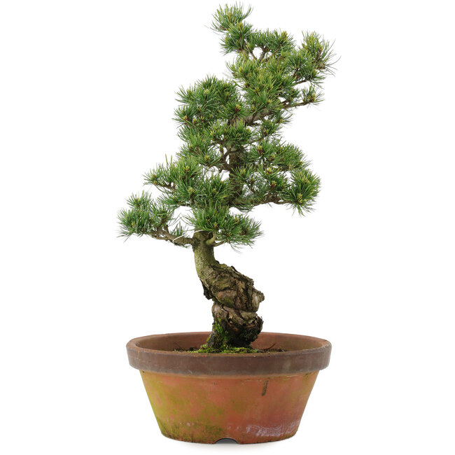 Pinus parviflora, 54 cm, ± 20 years old