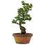 Pinus parviflora, 54 cm, ± 20 jaar oud