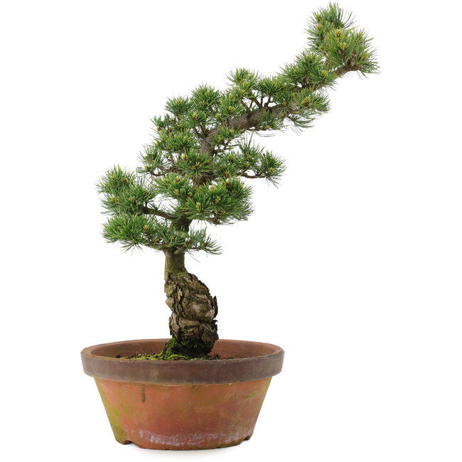 Pinus parviflora, 54 cm, ± 20 Jahre alt