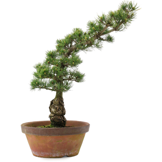 Pinus parviflora, 54 cm, ± 20 años