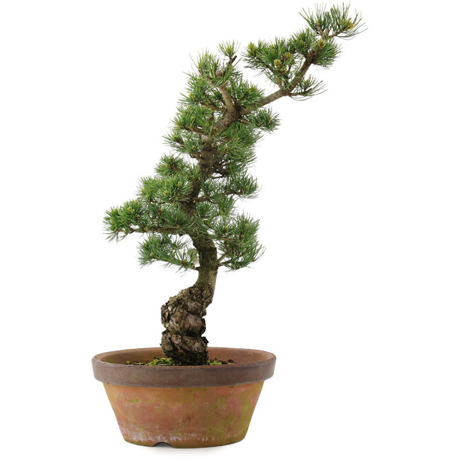 Pinus parviflora, 54 cm, ± 20 anni