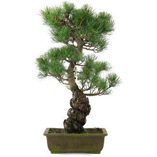 Pinus parviflora, 52,5 cm, ± 20 jaar oud