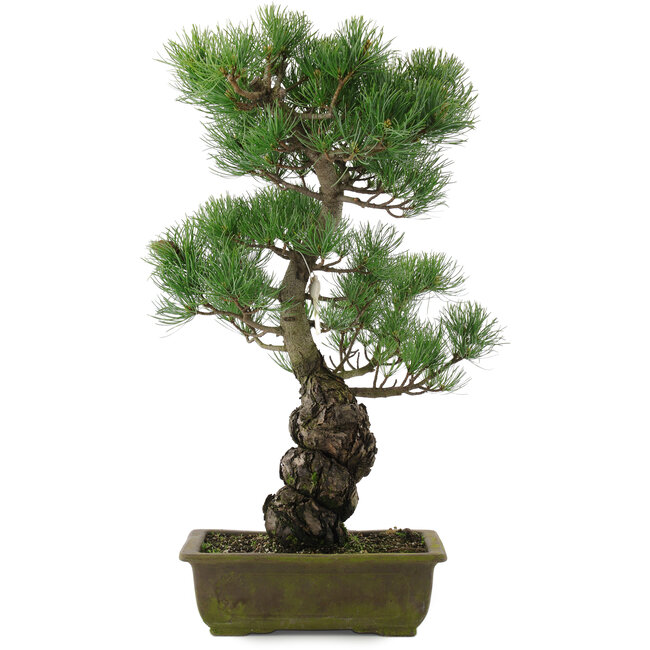 Pinus parviflora, 52,5 cm, ± 20 jaar oud