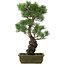 Pinus parviflora, 52,5 cm, ± 20 jaar oud
