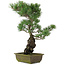 Pinus parviflora, 52,5 cm, ± 20 jaar oud