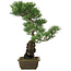 Pinus parviflora, 52,5 cm, ± 20 jaar oud