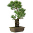 Pinus parviflora, 52,5 cm, ± 20 jaar oud