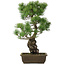 Pinus parviflora, 52,5 cm, ± 20 jaar oud