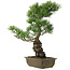 Pinus parviflora, 52,5 cm, ± 20 jaar oud
